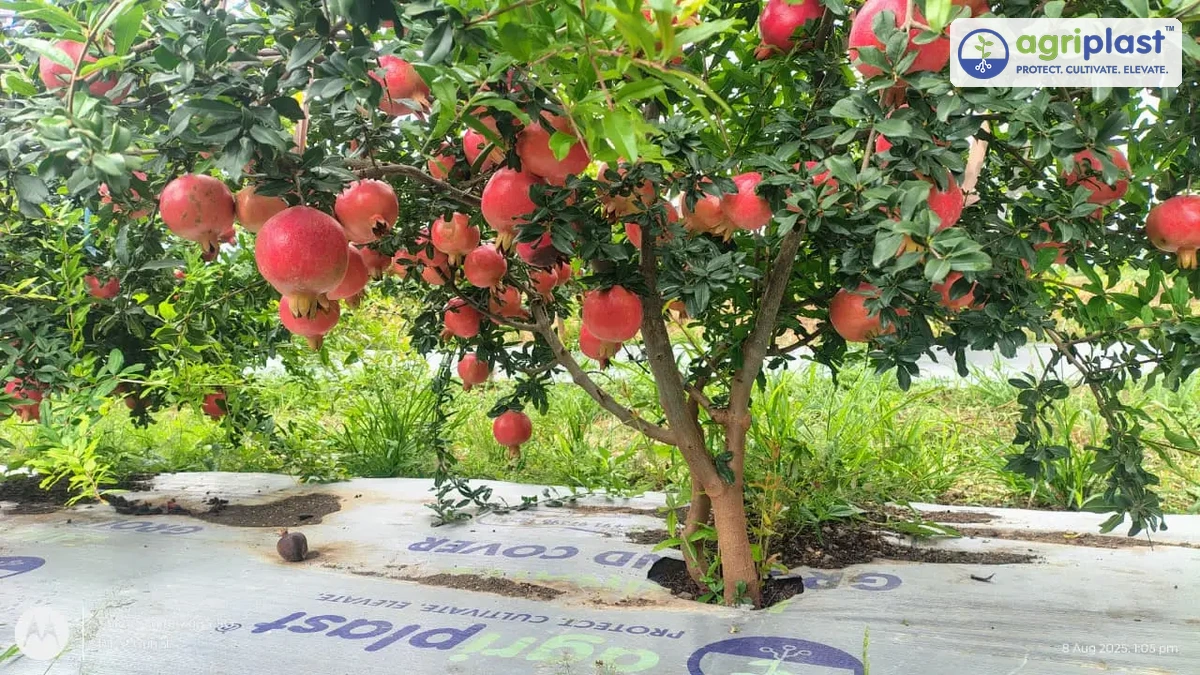 Dense cluster of ripe Bhagwa pomegranate fruit on a well-managed tree showing saffron-red rind and export-ready size